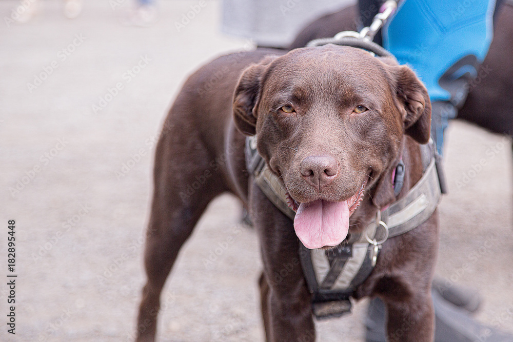 labrador retriever dog portrait outdoor from belgium labrador retriever dog portrait outdoor from belgium