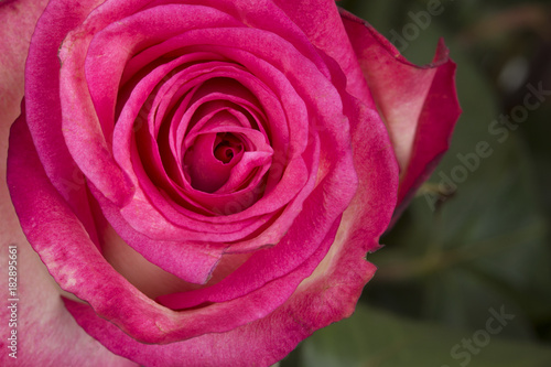 Pink rose bud on top view.