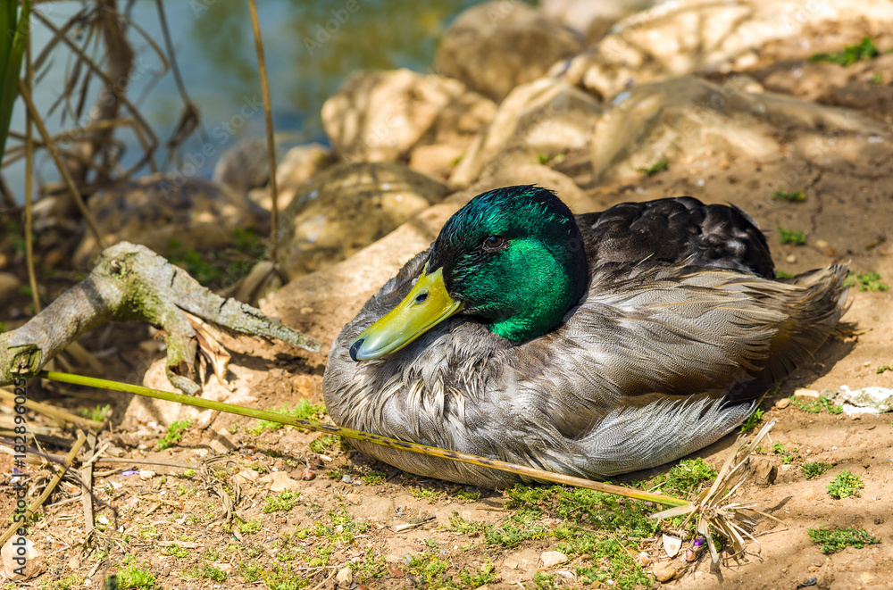 Obraz premium Male Duck Mallard Wild Mallard Duck Drake