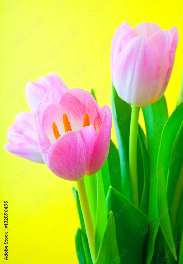 Obraz premium tulip flower in studio quality 8 March postcard