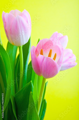 tulip flower in studio quality 8 March postcard photo