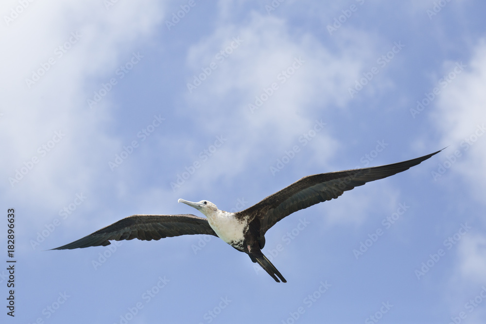Fregattvogel auf Curacao (Niederländische Antillen / ABC-Inseln) Fregattvogel auf Curacao (Niederländische Antillen / ABC-Inseln)