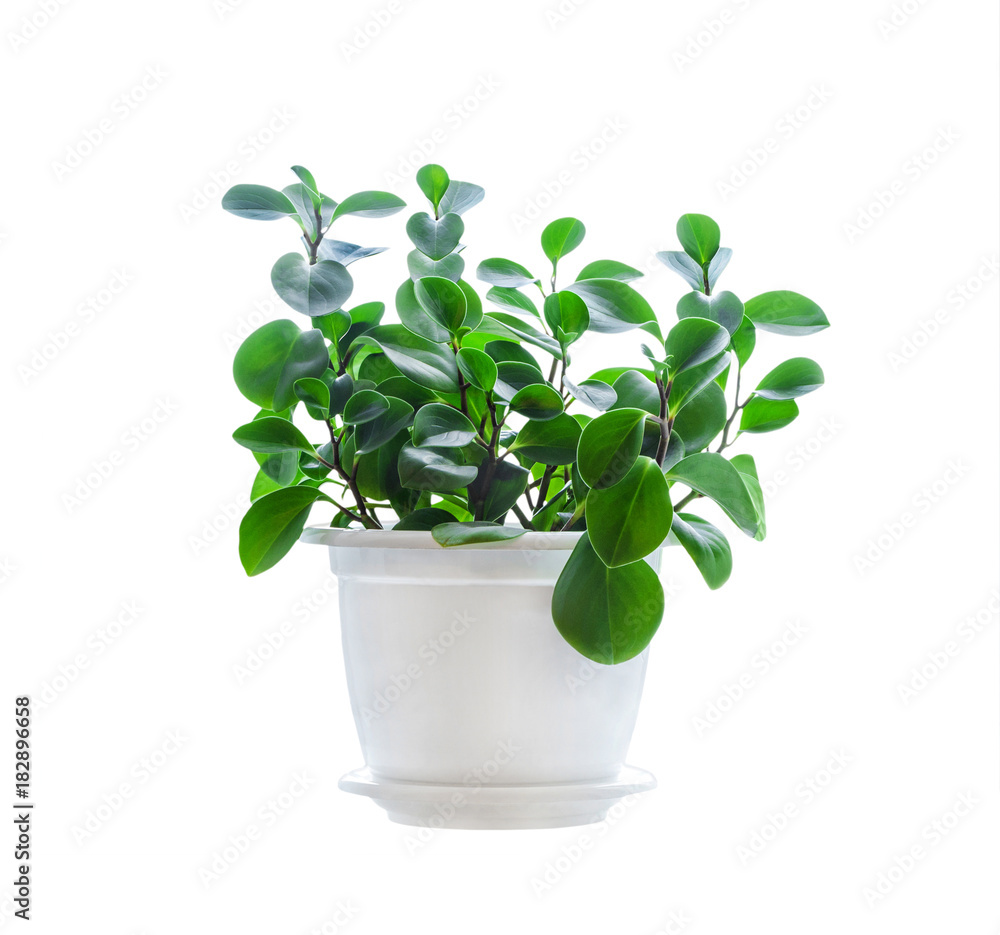 Flower in pot isolated