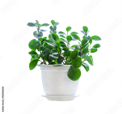 Flower in pot isolated