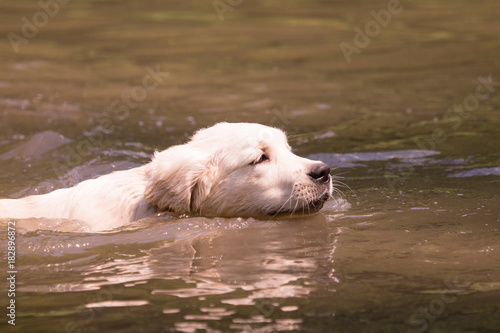 Wallpaper Mural golden retriever dog during his first swim in a lake in belgium Torontodigital.ca