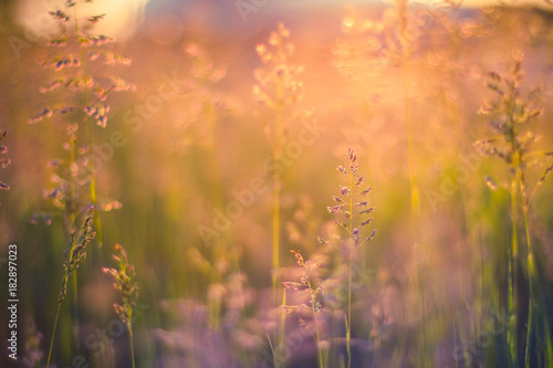 Meadow sunset in blurred natural background. Calm nature concept