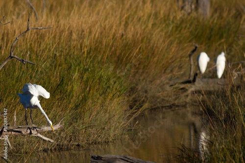 Egret Hunting