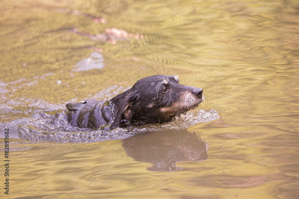 Fototapeta premium ratierr black dog portrait outdoor from belgium