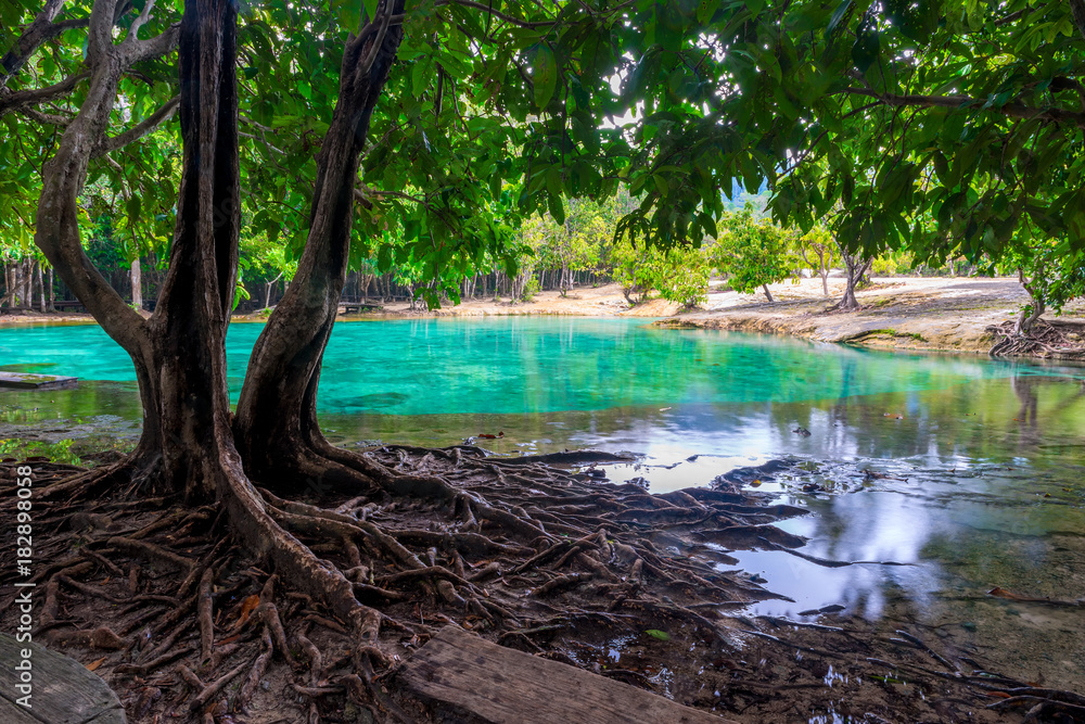 Obraz Piękny drzewo z gałęzistymi korzeniami na tle szmaragdowy jezioro w Krabi, Tajlandia