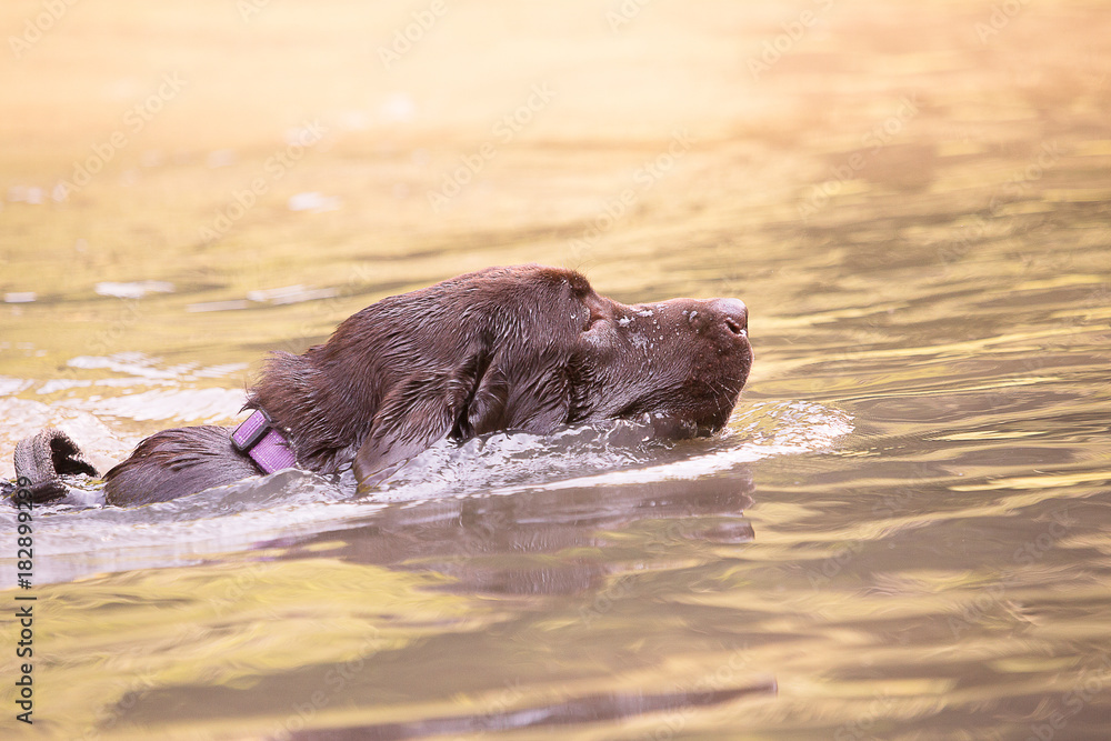 Fototapeta premium labrador retriever dog portrait outdoor from belgium