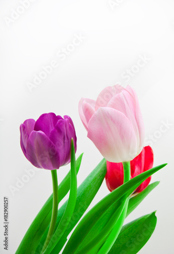 Wallpaper Mural tulip flower in studio quality 8 March postcard Torontodigital.ca