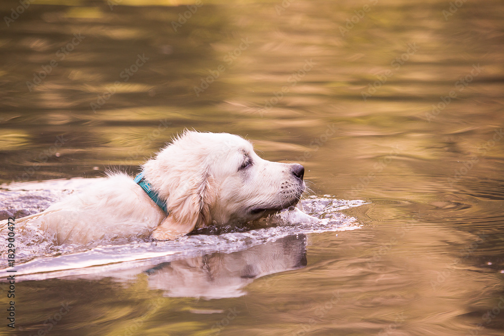 golden retriever dog during his first swim in a lake in belgium golden retriever dog during his first swim in a lake in belgium