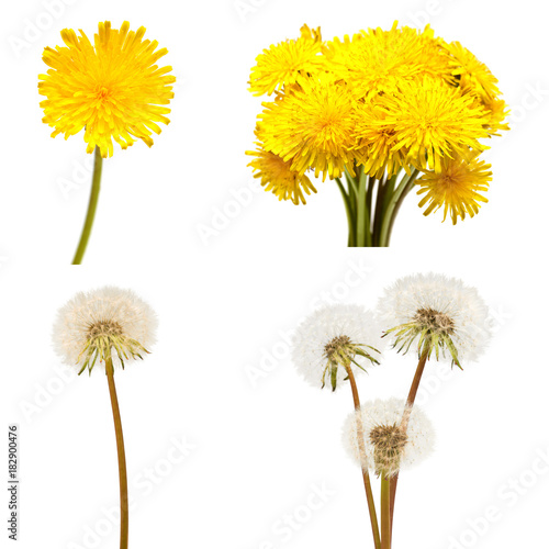 Fototapeta Naklejka Na Ścianę i Meble -  A collection of dandelion flowers in a different flowering period. Blossom, springtime. Flat lay, top view