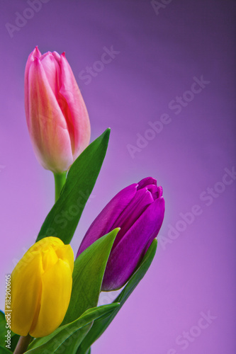 Fototapeta Naklejka Na Ścianę i Meble -  Tulip flower in studio quality 8 March postcard