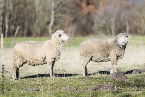 sheep pasture field