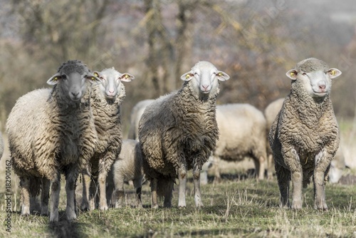 Fototapeta Naklejka Na Ścianę i Meble -  sheep pasture field