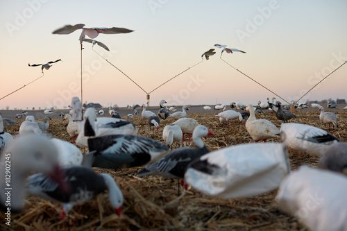 Decoy ducks in wetlands during a waterfowl hunt