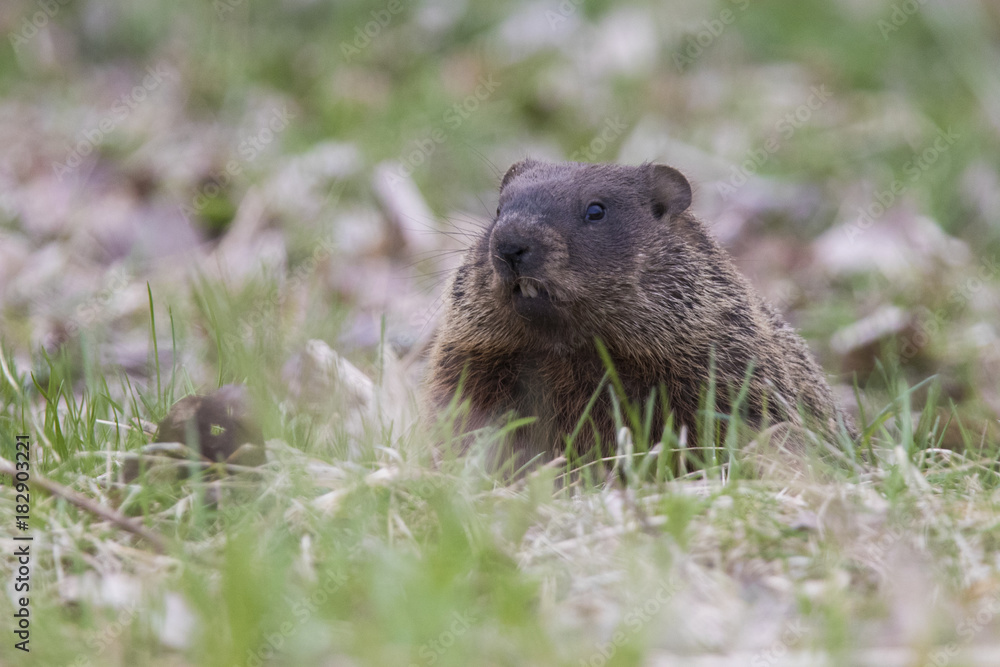 The groundhog, also known as a woodchuck The groundhog, also known as a woodchuck