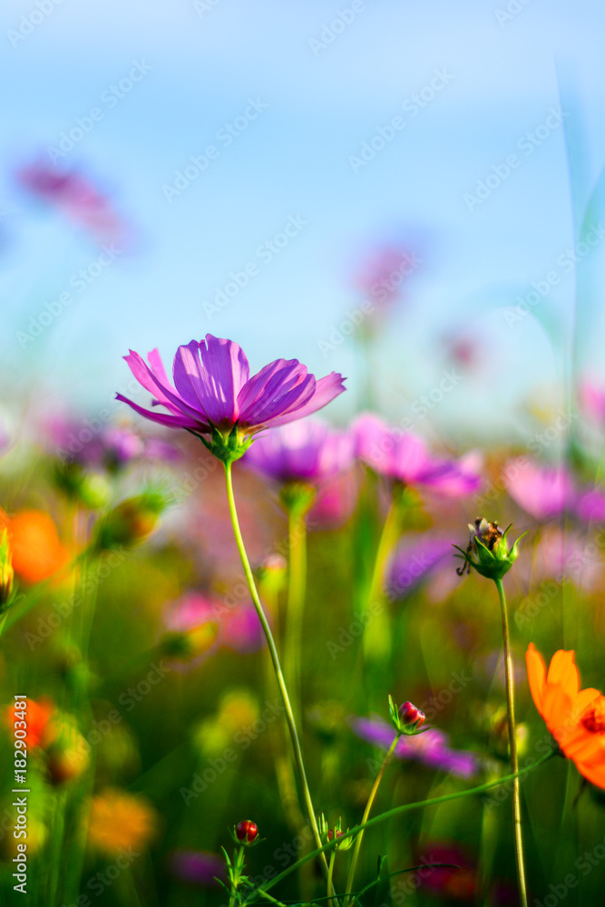 Cosmos flowers in the garden. Cosmos flowers in the garden.