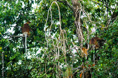 Some Proboscis monkeys or long nosed monkeys (Nasalis larvatus) sit dangling tails on  tree in the jungles of Borneo. Malaysia. photo