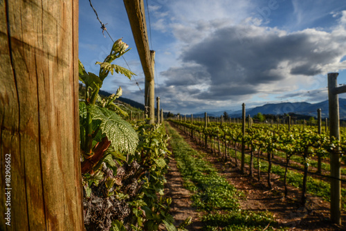 Sunset in the Vineyards in Penticton , okanagan valley Canada