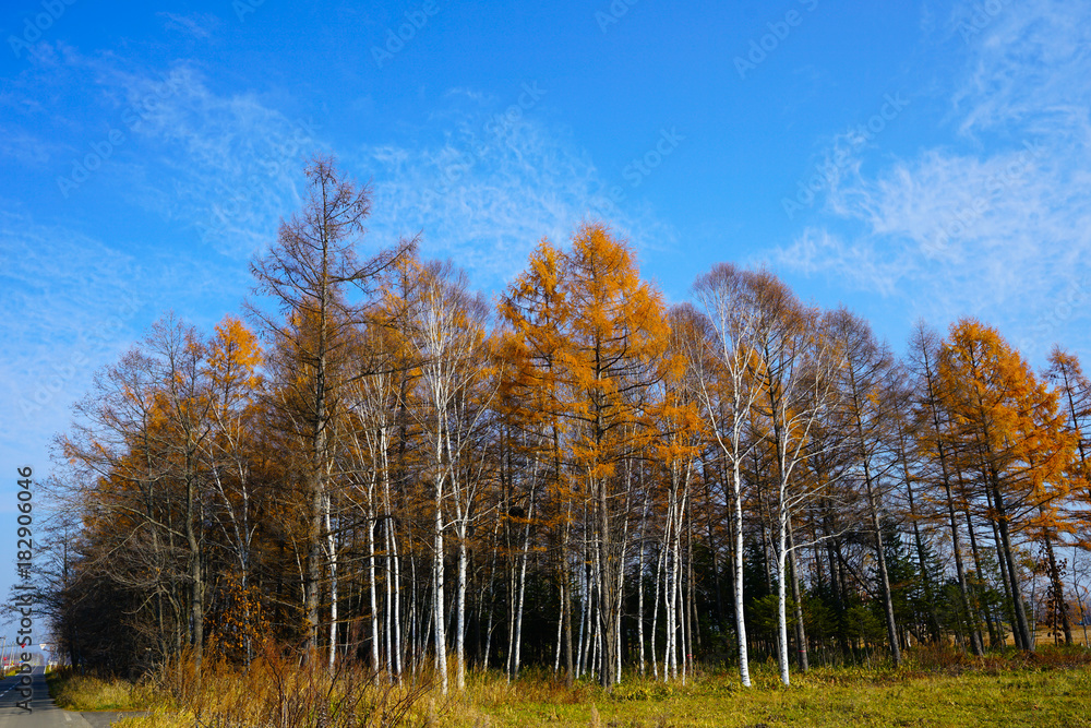 Fototapeta premium 防風林