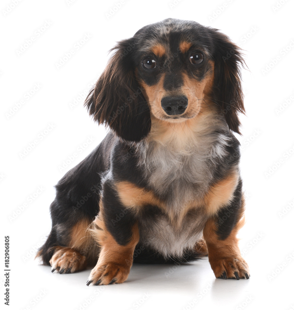 miniature dachshund sitting