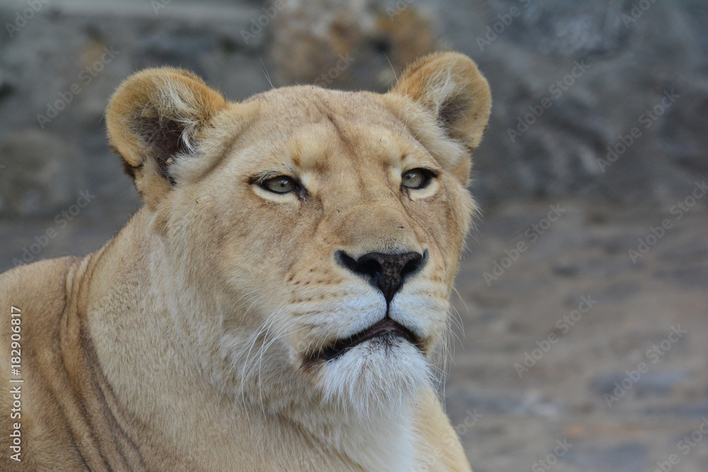 Young lioness looking straight Young lioness looking straight