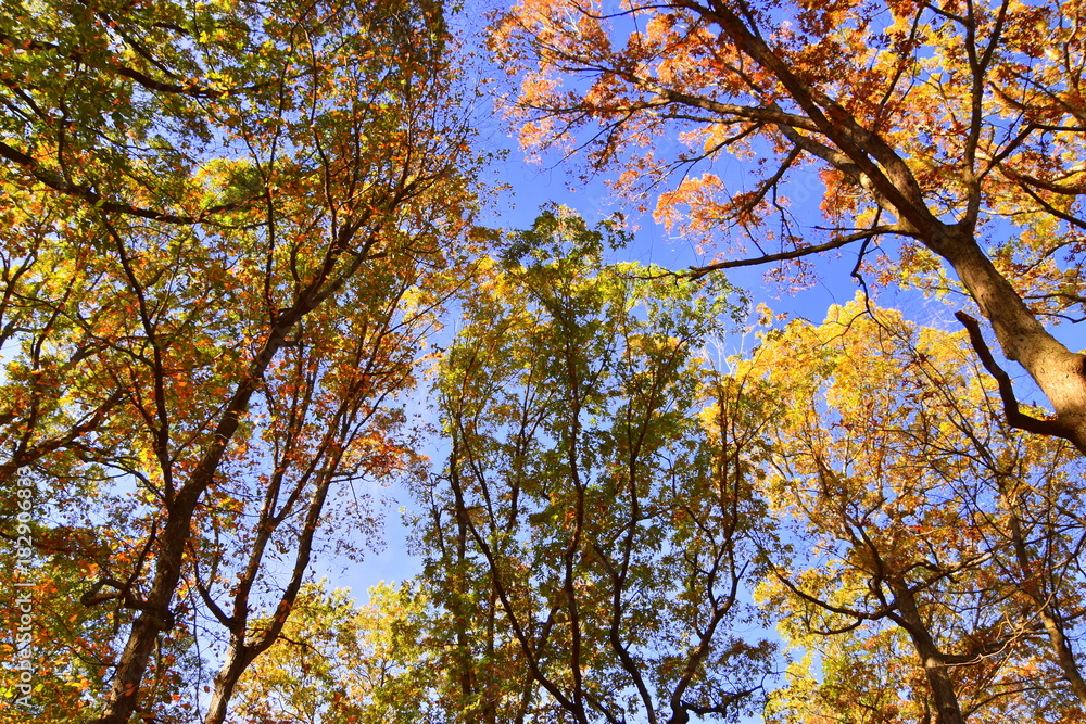 Treetops in forest Treetops in forest
