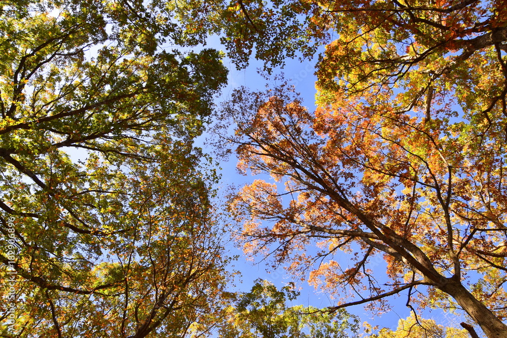 Obraz premium Treetops in forest