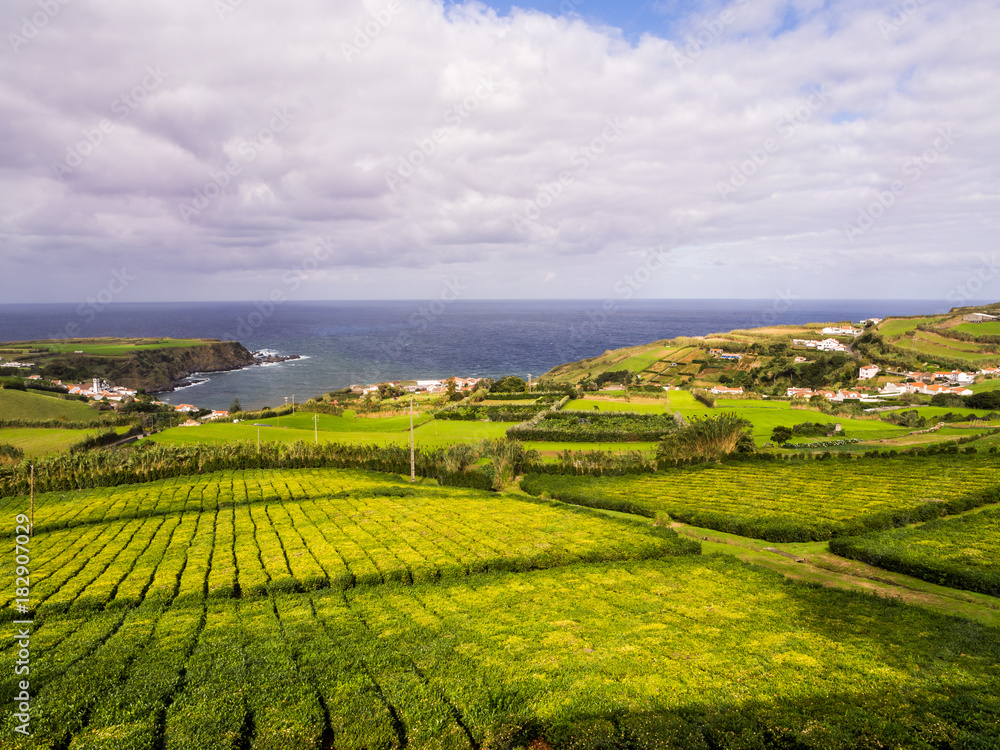 Fototapeta premium Tea plantation in Porto Formoso, Azores, Portugal