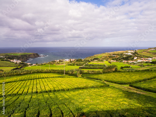 Tea plantation in Porto Formoso  Azores  Portugal