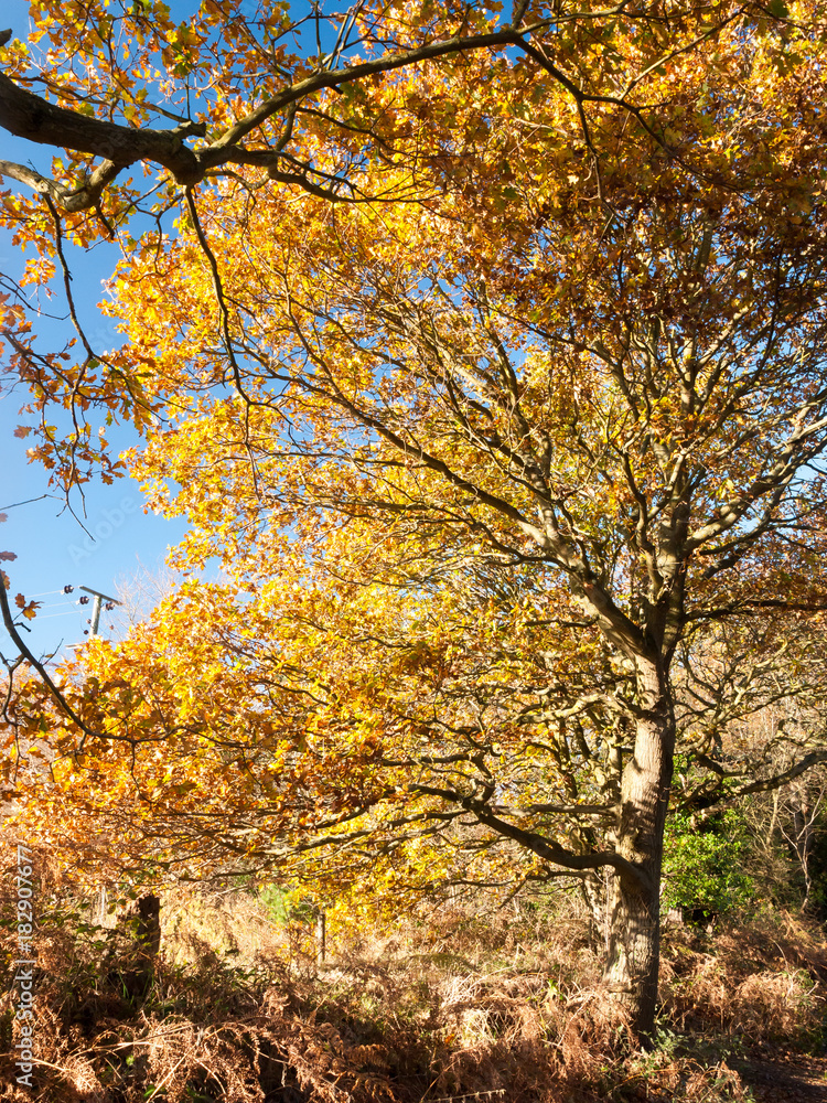 close up of yellow leaves on branch of tree autumn