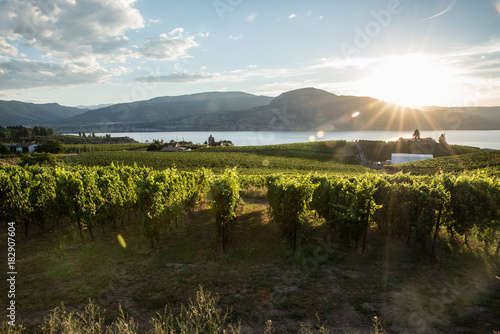 Sunset in the Vineyards in Penticton , okanagan valley Canada
