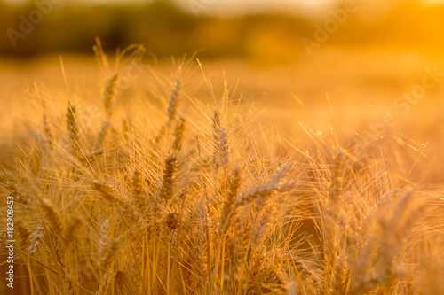 golden sun set fields of wheat against sunset