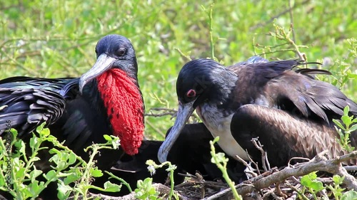 Male and female Great Frigatebirds sitting on a nest, Genovesa Island, Galapagos National Park, Ecuador