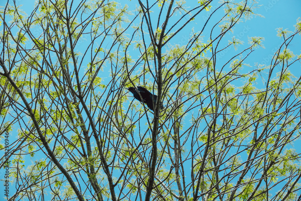 Grackle on the tree