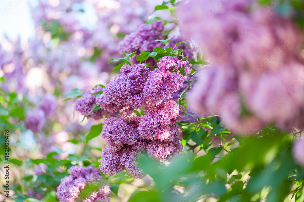 Obraz premium Lilac flowers background