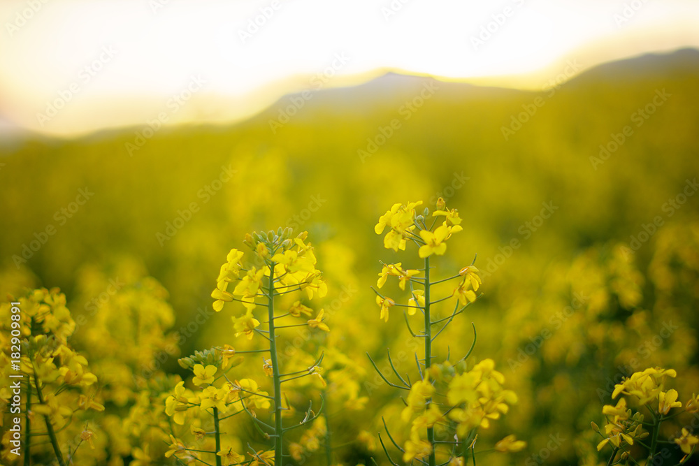 Obraz premium yellow rapeseed field