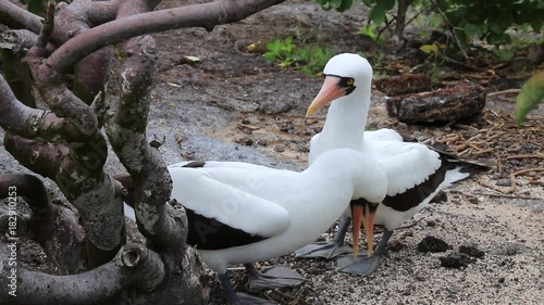 Nazca Boobies (Sula granti) on the nest, Genovesa Island, Galapagos National Park, Ecuador