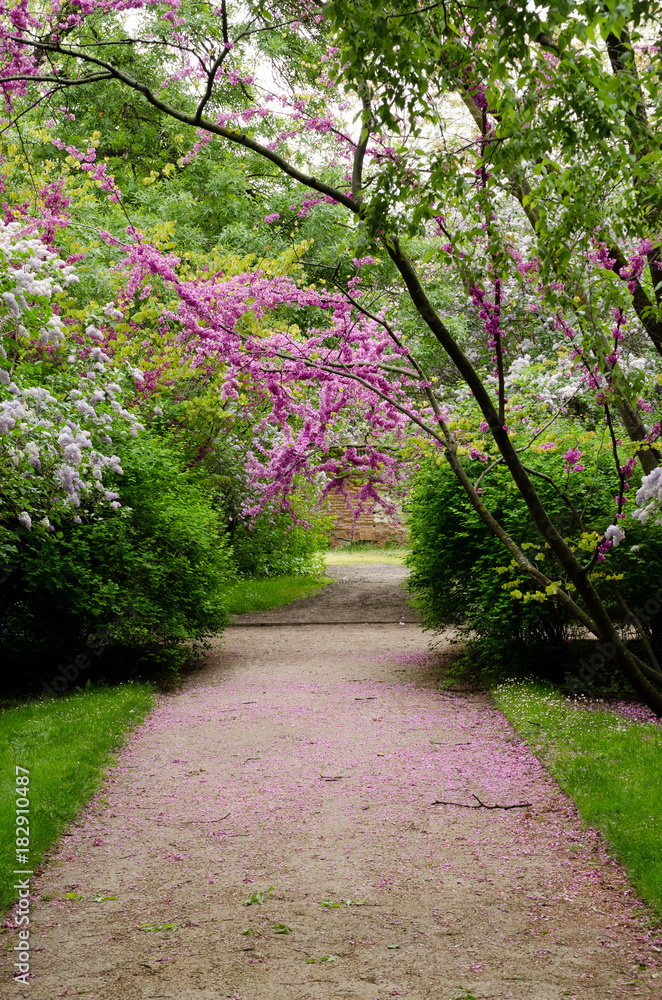 A road in El Capricho Garden in Madrid surrounded by violet blossoming Cercis siliquastrum plants (Foreset Pansy) and covered by its petals.