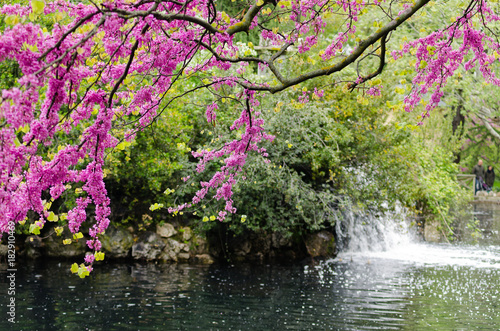 Violet blossoming Cercis siliquastrum plant and a fountain at El Capricho garden in Madrid (Spain) photo