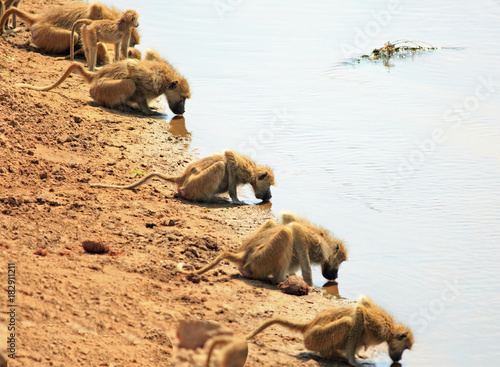 Straight line of  at roop of baboons with heads down drinking from the Luangwa river in Zambia, Southern Africa photo
