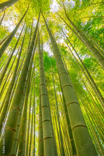 Forest of bamboo in Hokokuji Temple or Take-dera  Temple in Kamakura, Japan. Green bamboo background. Meditative and buddhism concept. Vertical shot.