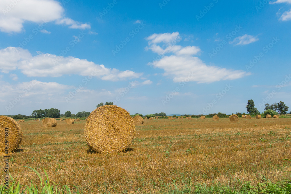 Fototapeta premium Typical landscape of the Emporda in Catalonia, Spain.