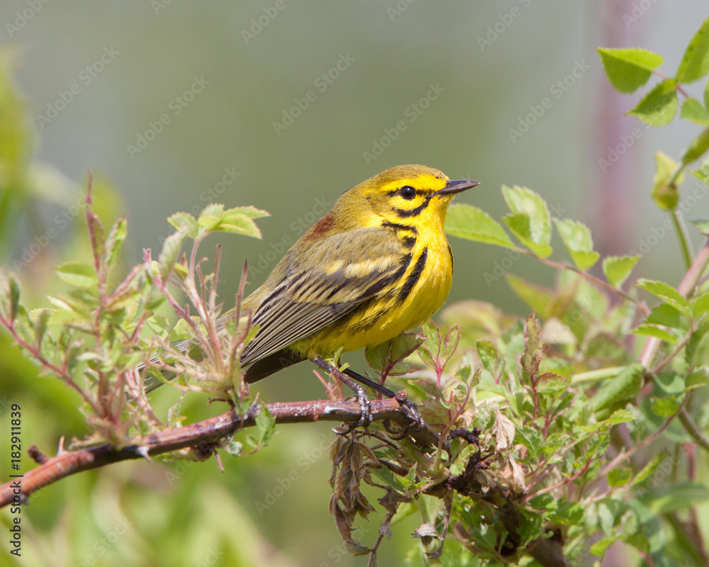 Fototapeta premium Prarie Warbler