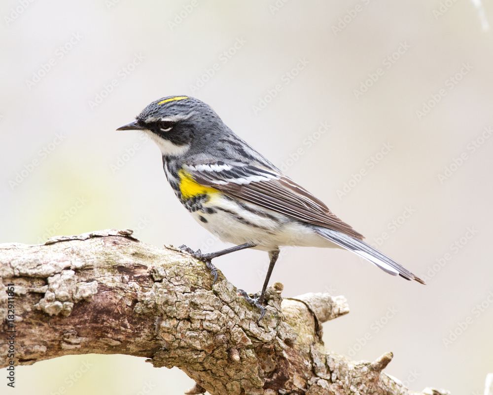 Fototapeta premium Yellow-rumped Warbler