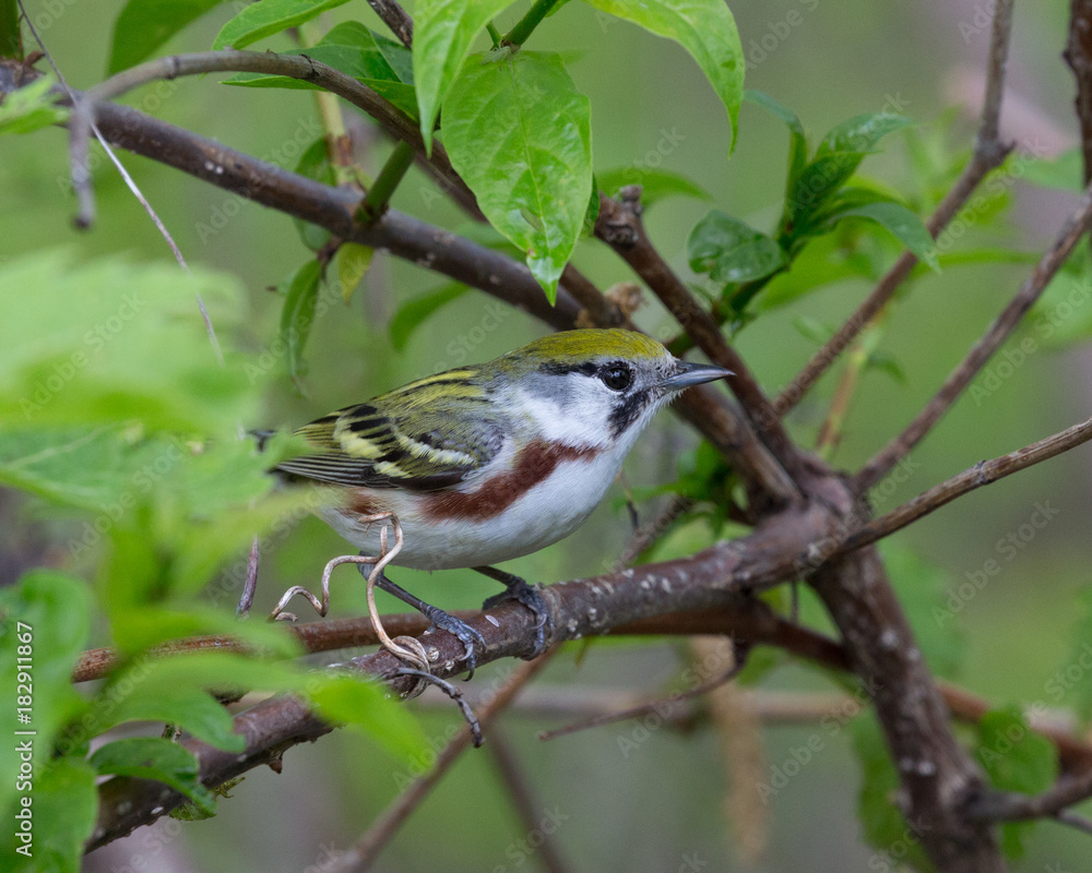 Chestnut-sided Warbler Chestnut-sided Warbler