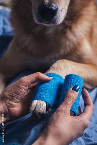 Fototapeta Naklejka Na Ścianę i Meble -  Girl putting bandage on injured dog paw