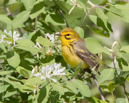 Prarie Warbler